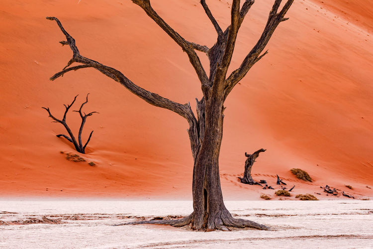 A dead tree in the namibian dead vlei stands elegantly in the salt pan of the red desert