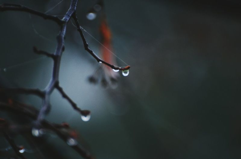 Close-up of water drop and spider web on twig