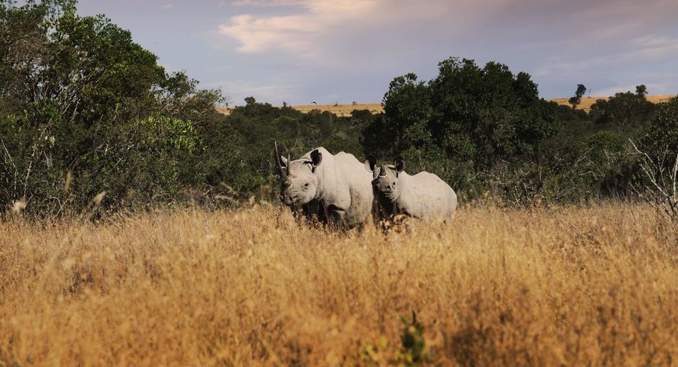 Black rhino and calf - ol pejeta conservancy kenya
