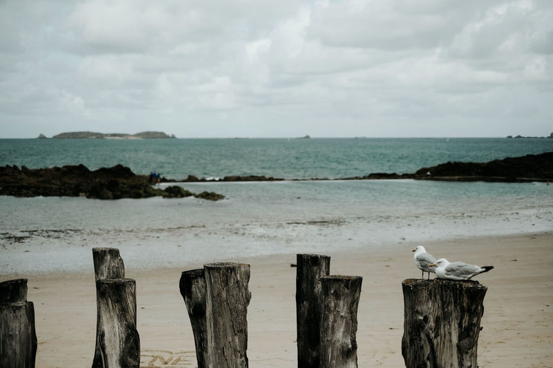 Seagulls on wooden posts in sea against sky