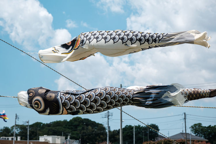 Low angle view of fish hanging on rope against sky