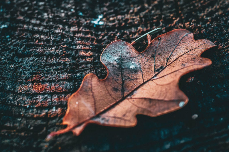 Close-up of dry maple leaf on wood
