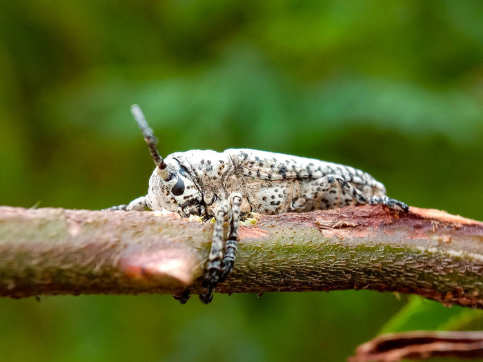 Alone time insect