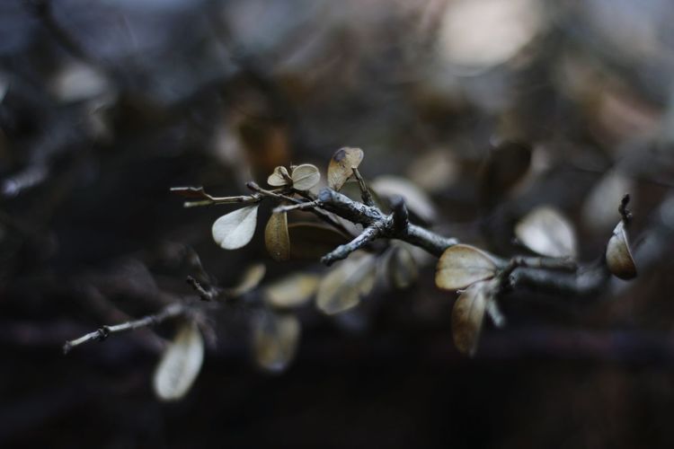Close-up of wilted plant