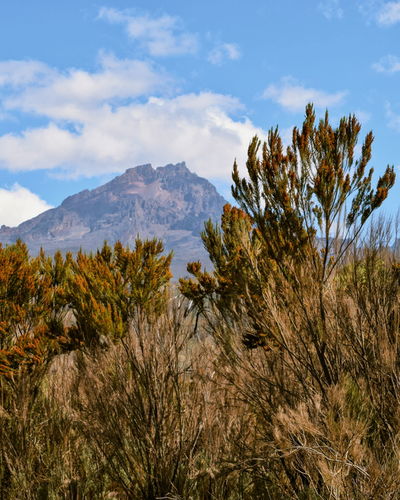 Mawenzi peak in mount kilimanjaro, mount kilimanjaro national park, tanzania
