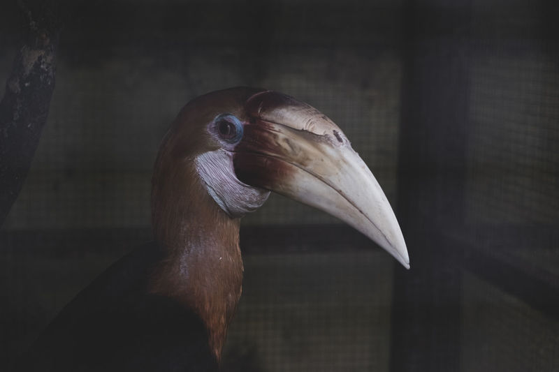 Close-up of a bird