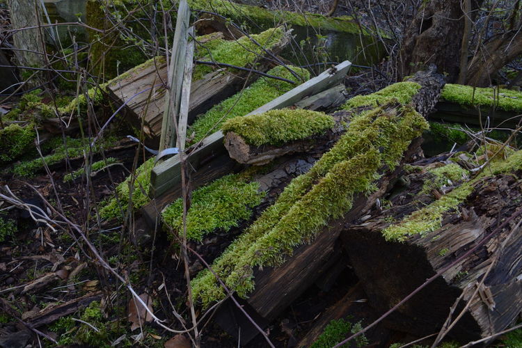 Moss growing on tree trunk in forest