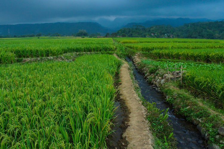 Green paddy field area with small irrigation river flowing and dark sky cloud background
