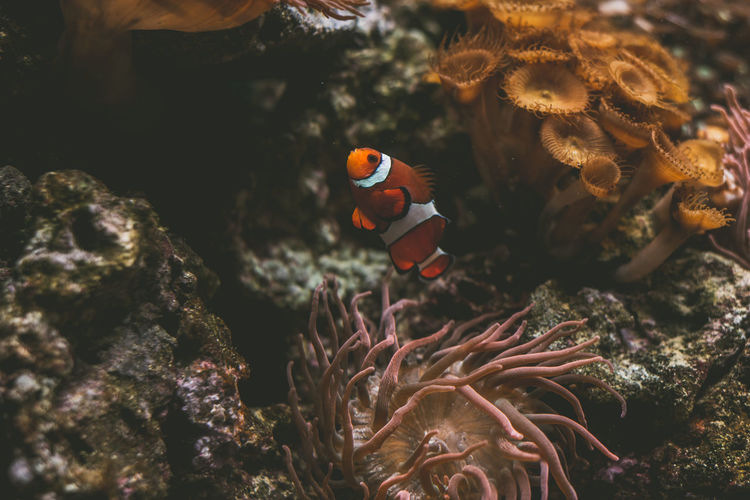 High angle view of clown fish by coral swimming in sea