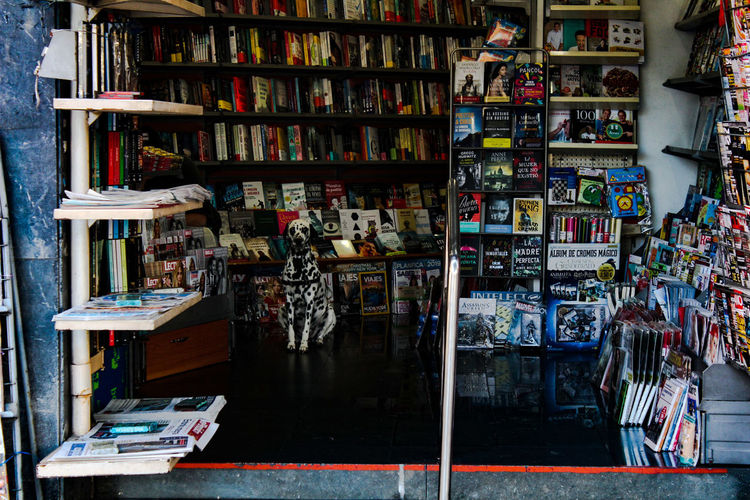 Dalmatian in bookstore