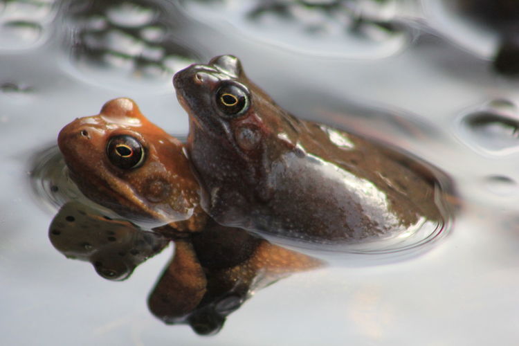 Close-up of frogs mating in pond