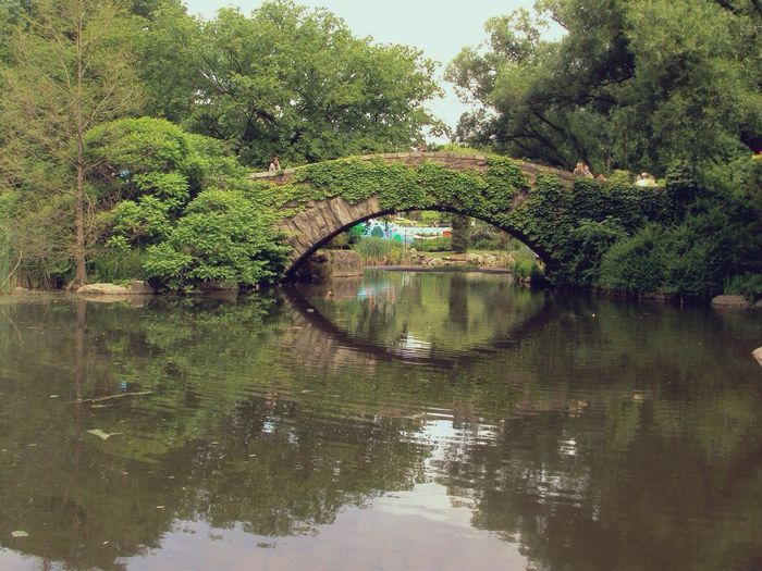 Reflection of trees in water