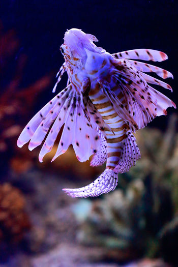 Close-up of purple lionfish in aquarium