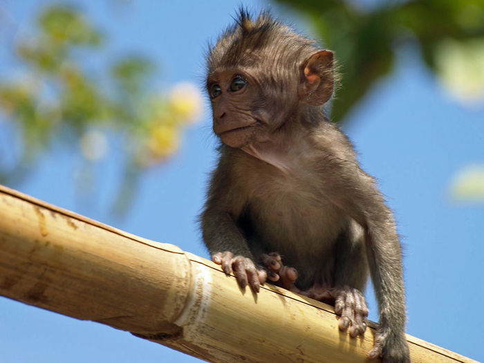 Baby monkey sitting on bamboo stick infront of blue sky and some leaves