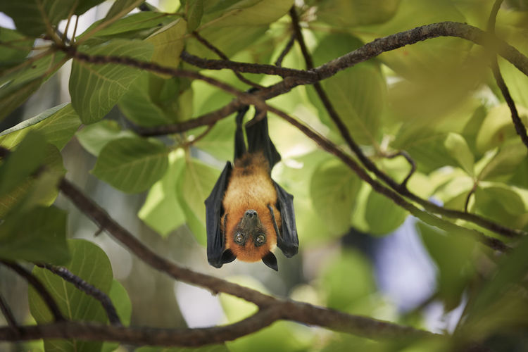 Fruit bat hanging on tree branch and looking at camera.