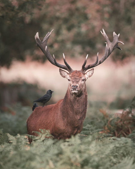 Portrait of a red stag with a jackdaw on its back