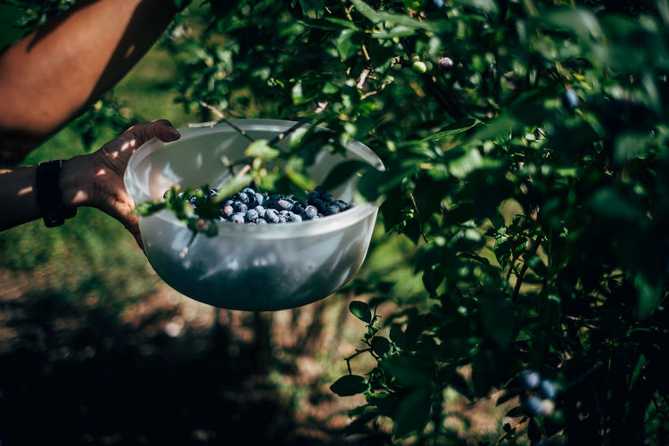 Cropped image of person holding blueberries against plants