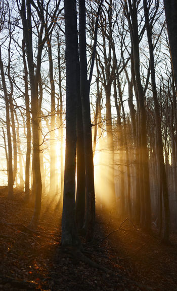 Sunlight streaming through trees in forest
