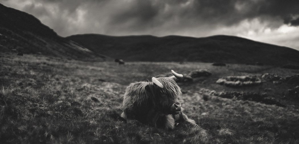 Moody panoramic view of resting highland cattle