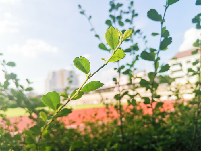 Close-up of flowering plant against sky