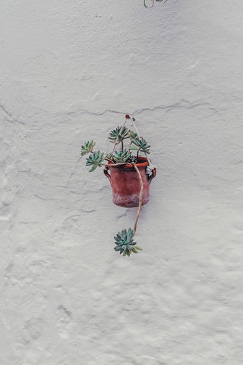 Close-up of red potted plant hanging on wall