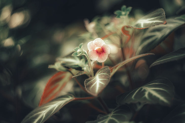Close-up of flowering plant