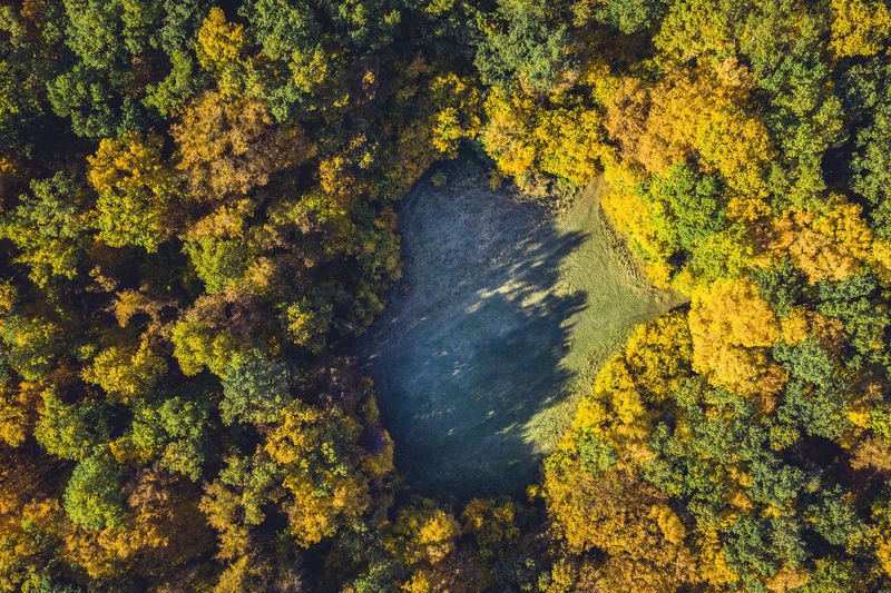 Aerial view of trees in forest during autumn