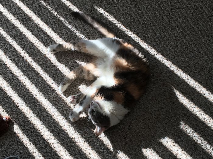 Cat in the sun 7