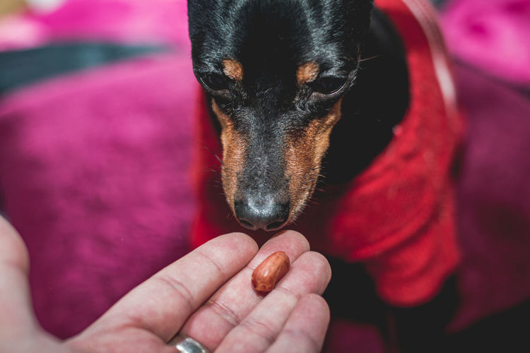 Close-up of person hand holding peanut that was looked by black dog. pet owner training dog