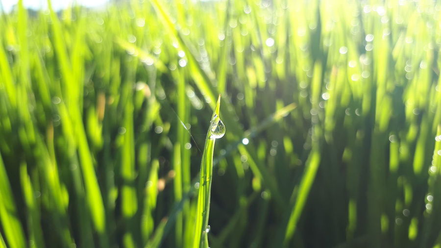 Close-up of wet grass 