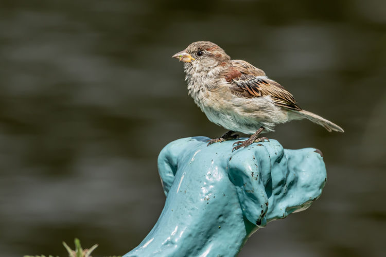 Male or female house sparrow or passer domesticus is a bird of the sparrow family passeridae