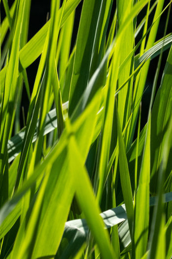Full frame shot of grass growing