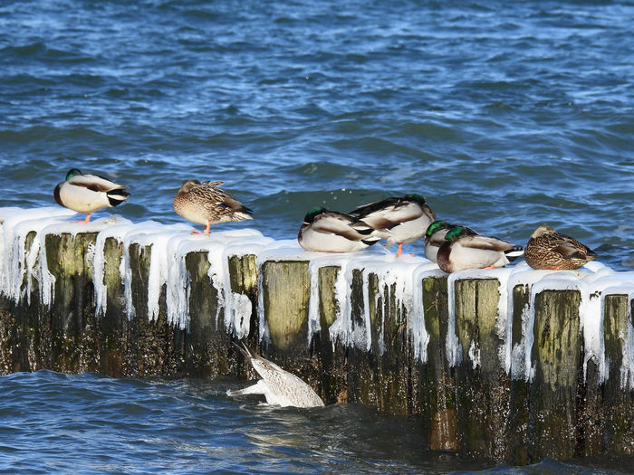 Seagulls perching on wooden post in lake