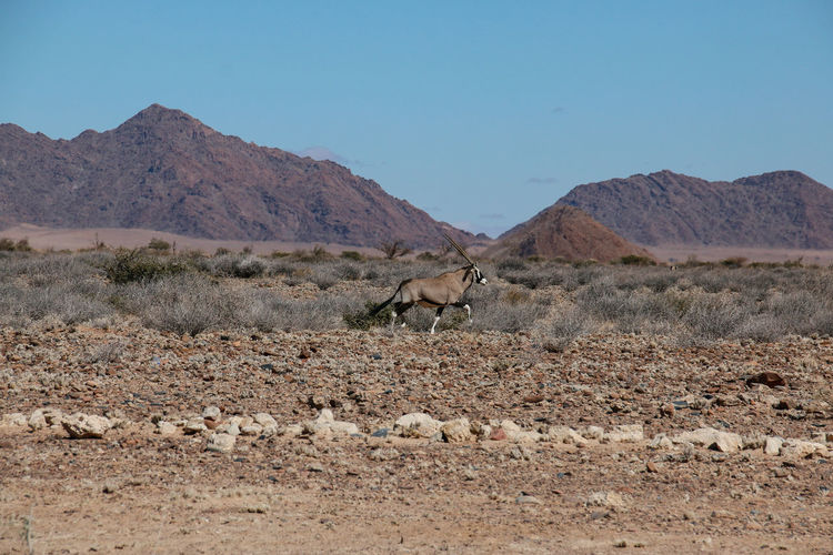 Oryx running at desert against clear sky