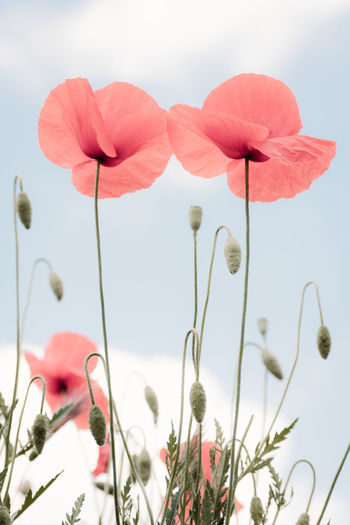 Close-up of pink poppy flowers against sky