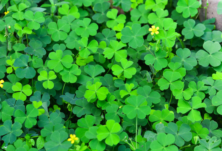 Green clovers leaf with little yellow flower 