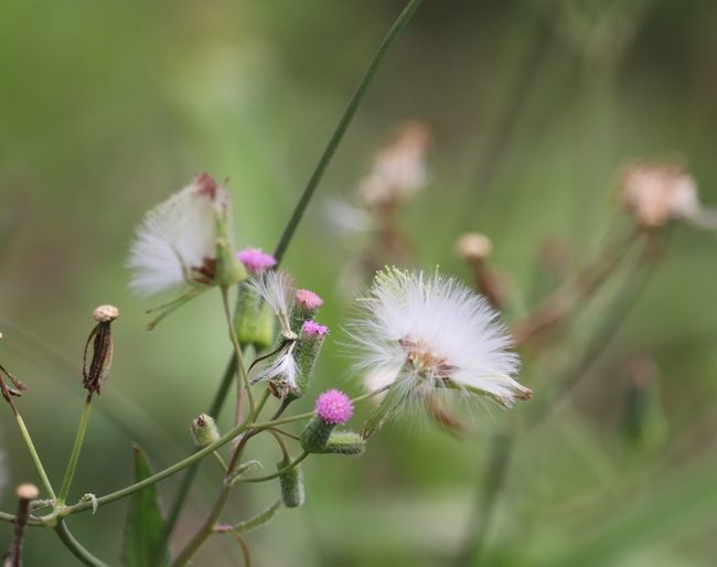 Close-up of purple flowering plant