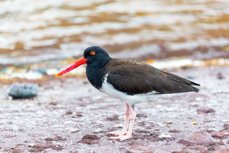 Close-up side view of a bird