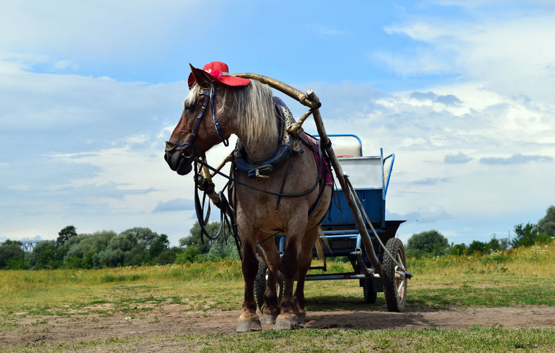 Horse cart on a field