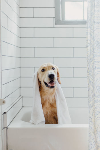 Portrait of dog with towel sitting in bathtub at home