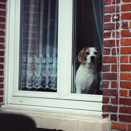 Portrait of dog looking through window