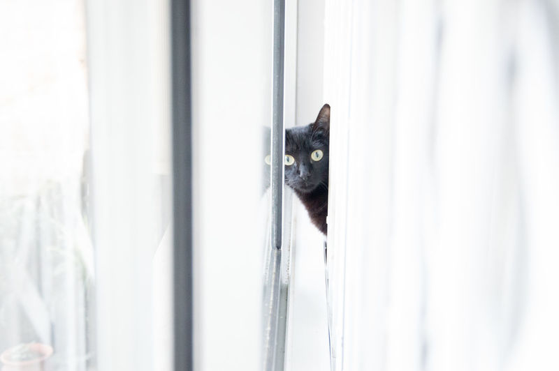 Portrait of cat peeking through window