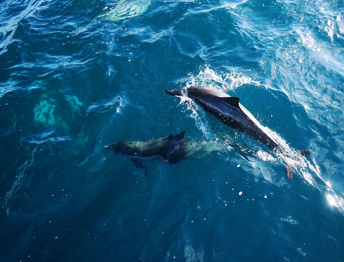 High angle view of dolphins swimming in sea