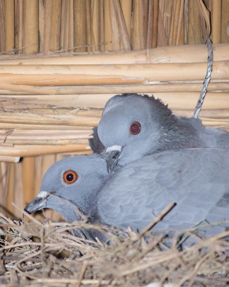 Close-up of birds in nest
