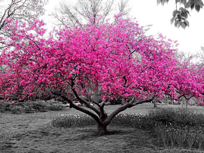 Pink flowers growing on tree