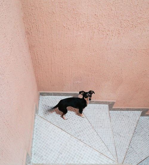 High angle view of dog standing on tiled floor