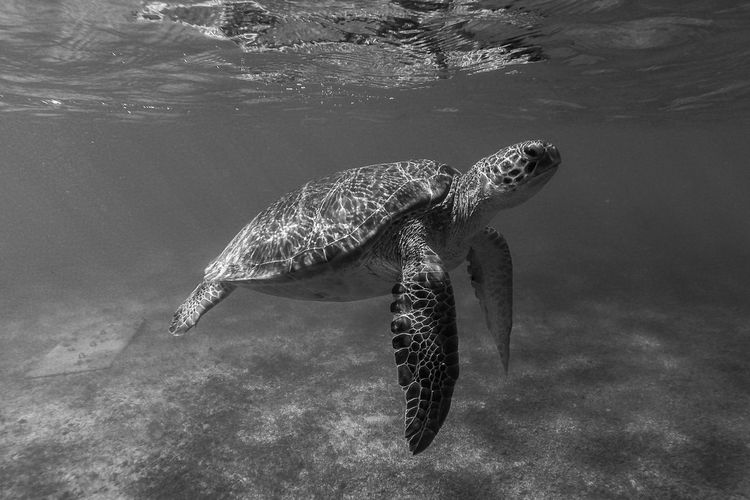 Sea turtle swimming underwater