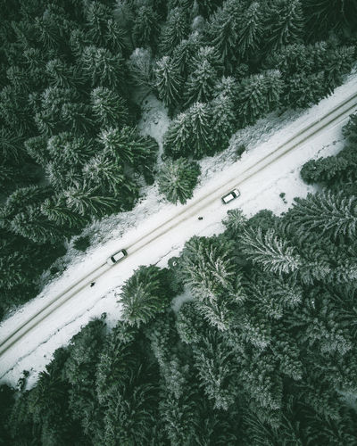 High angle view of pine trees during winter