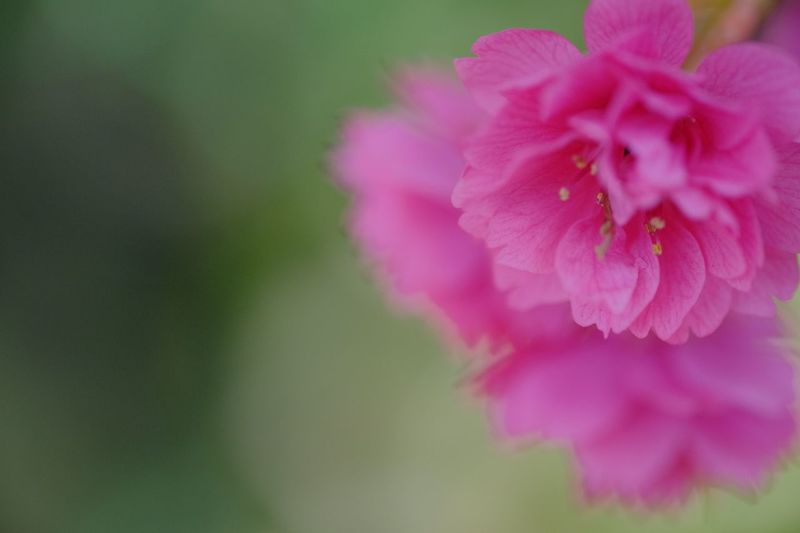Close-up of pink flowers