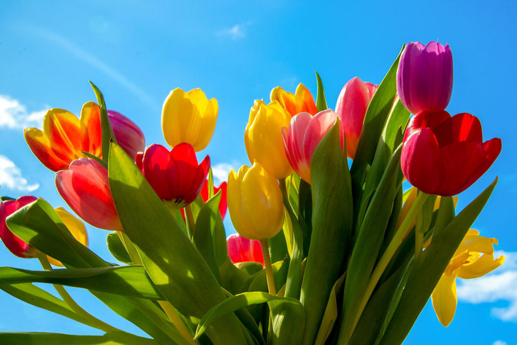 Close-up of multi colored tulips against sky